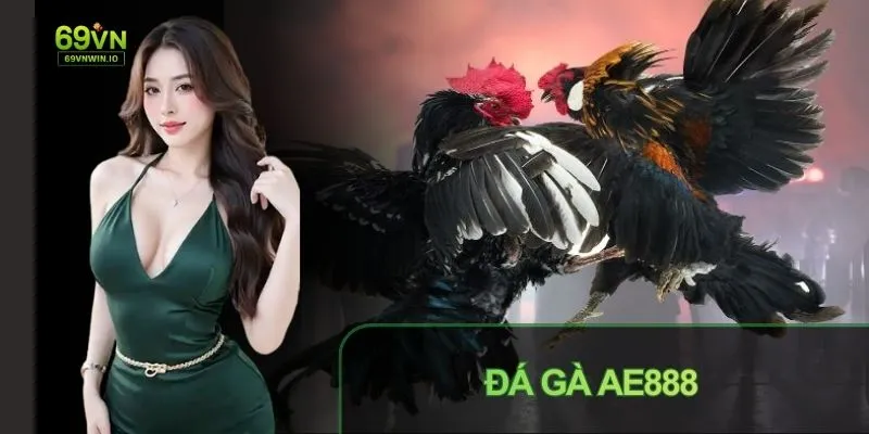 Đá gà AE888 tổng quan về sảnh gà được quan tâm