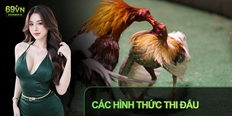 Đá gà Thomo cựa dao đem đến những phút giây kịch tính