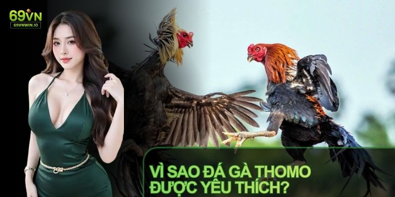 Đá Gà Thomo là tâm điểm chú ý của các kê thủ