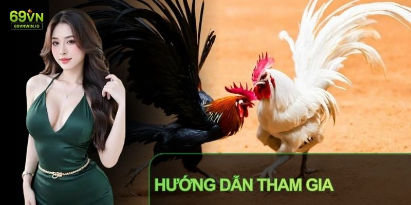 Luật chơi đá gà Thomo được xây dựng theo hướng dễ hiểu